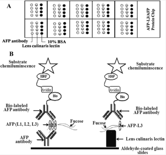 北京佑安医院蛋白芯片检测研究成果获两项国际