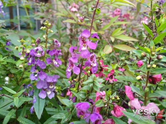 华为nova手机拍照体验评测:这个功能厉害了!-I