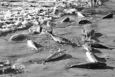 澳大利亚野生三文鱼泛滥没人吃 成龙虾饵料-IT