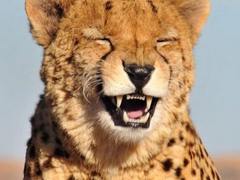 只因没拉手刹 保安小哥指挥“无人驾驶车”倒车