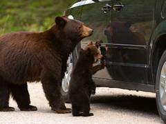 黑熊入车盗窃竟被反锁？野生动物居然如此喜欢汽车