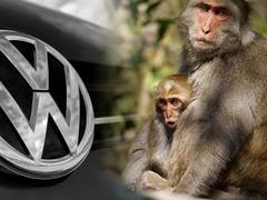 本周车闻精选：大众尾气门事件又掀波澜 竟敢拿中国长尾猕猴做非法动